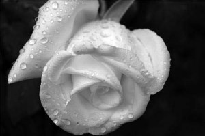 Nicole Miller author