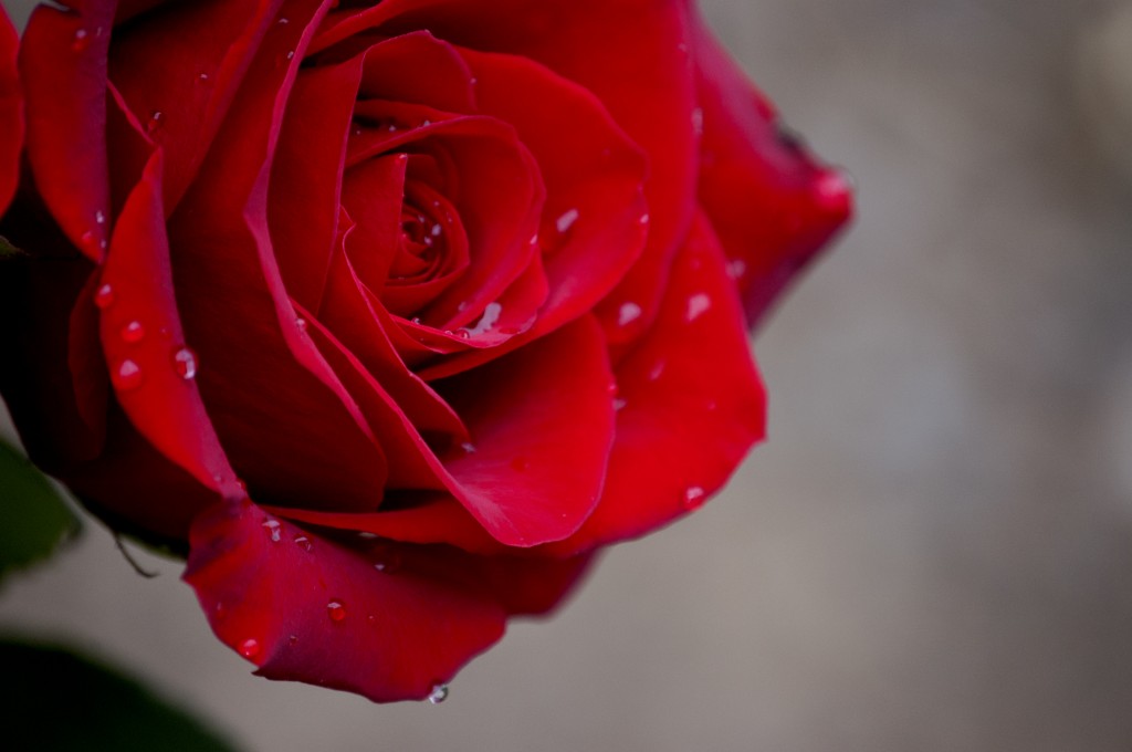 Nicole M Miller author