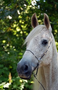 Horses Nicole M Miller