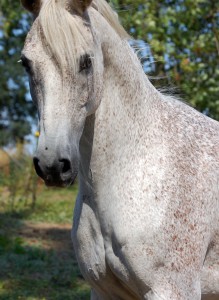 Horses Nicole M Miller