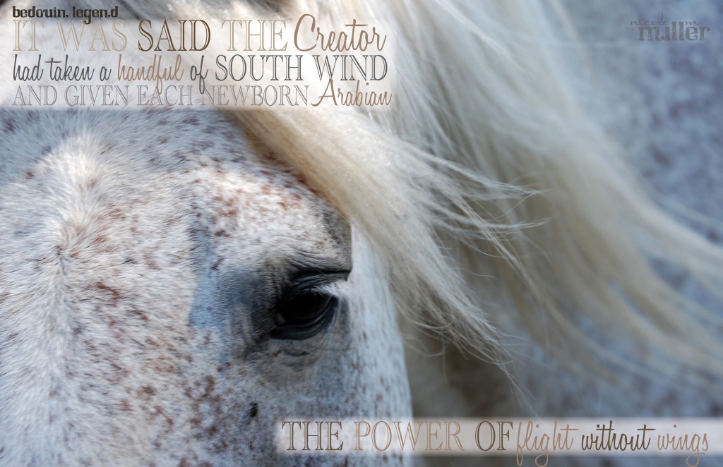 Nicole M Miller arabian horses