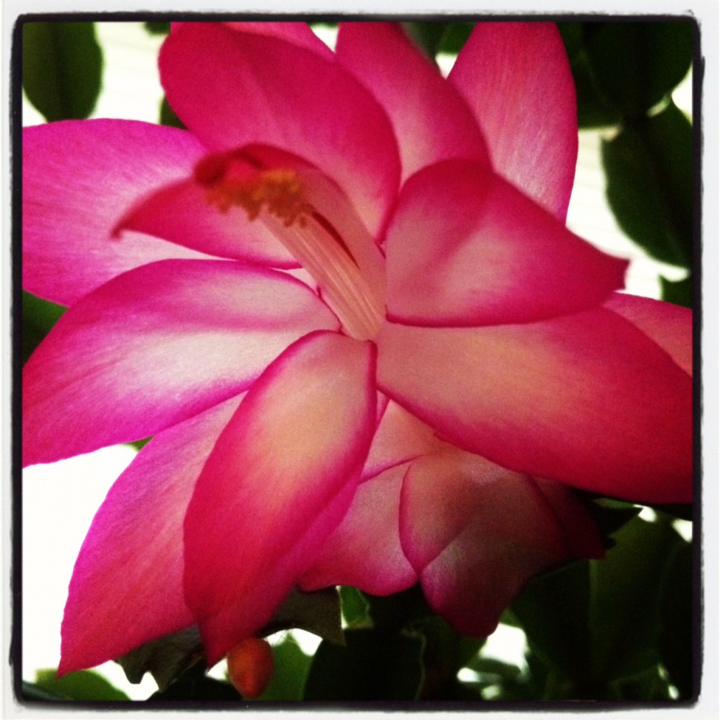 Nicole M Miller photography