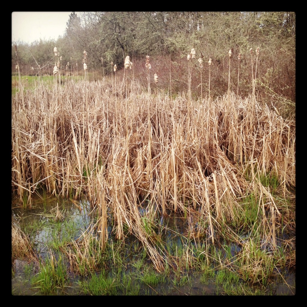 Nicole M Miller photography