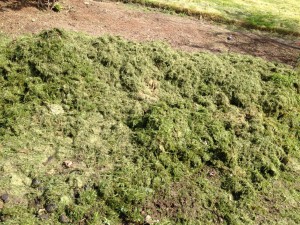 grass clippings bad for horses
