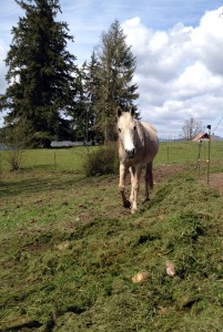 horse grass clippings