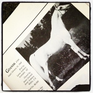 Arabian stallion Gdansk