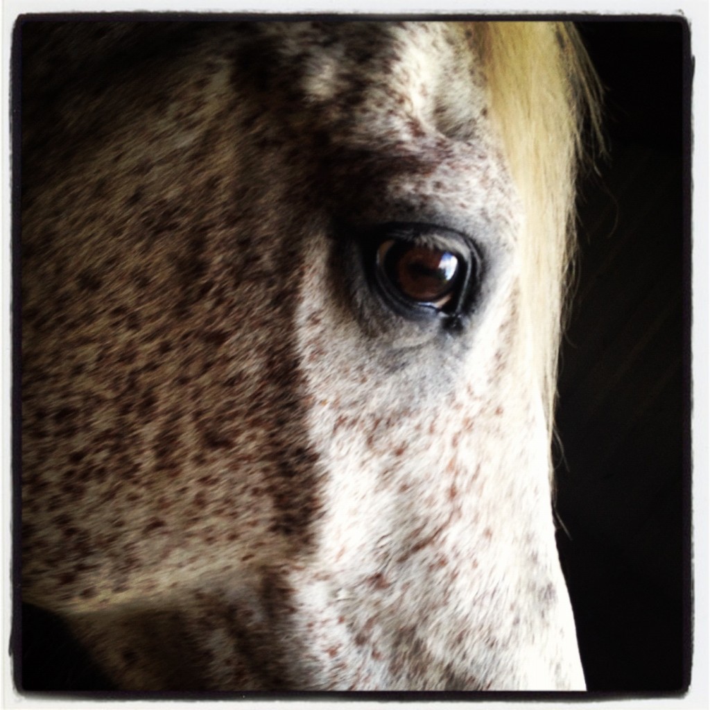 Arabian horse author Nicole M Miller