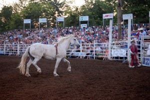 rodeo photography 9 Nicole M Miller