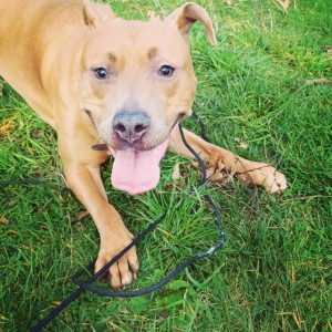 Dog with lunge whip. 