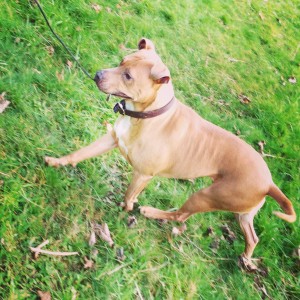 Honey running with lunge rope