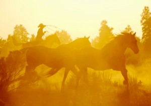 horse-human connection