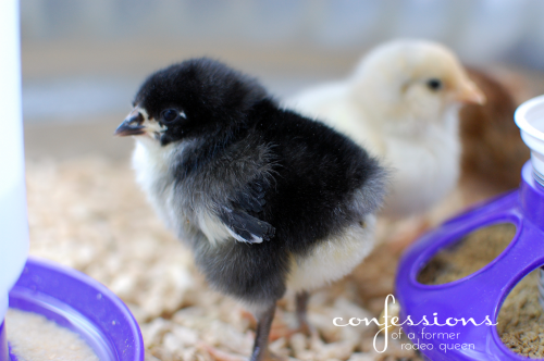chicks2.4