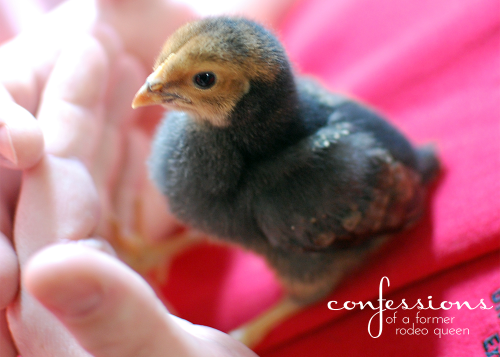 chicks4.14 Voldemort