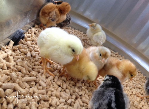 chicks5