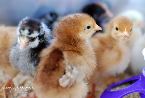 chicks6