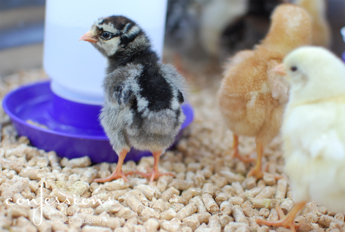 chicks8