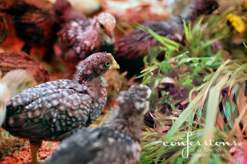 chicks8.8