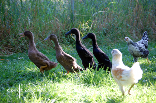 ducksoutside3