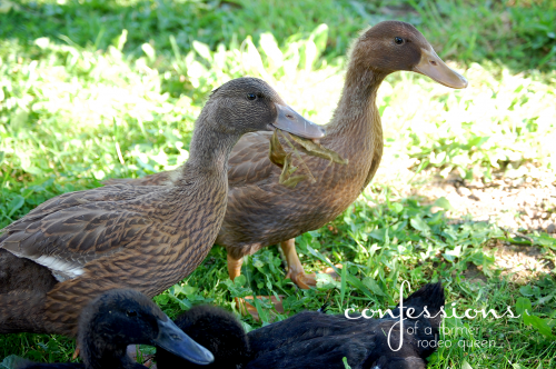 ducksoutside6