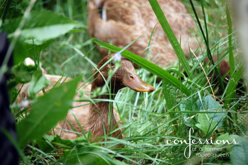 hiding duck