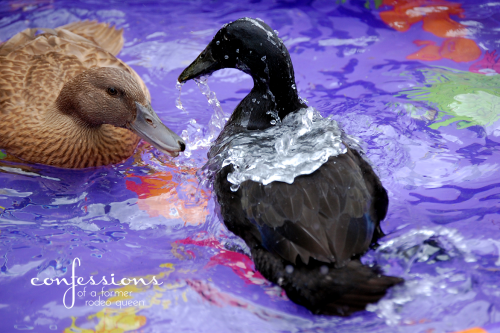 water ducks10