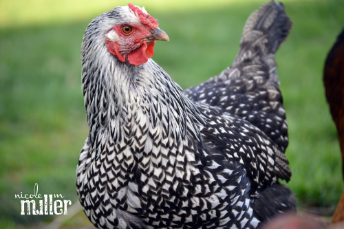 Mary Kate Ashley web