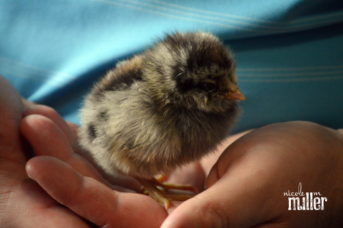 new peeps amaraucana 2