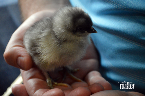 new peeps amaraucana