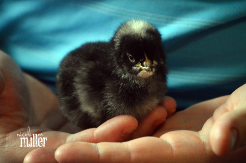 new peeps barred rock