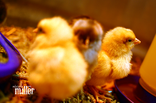 new peeps buff flock