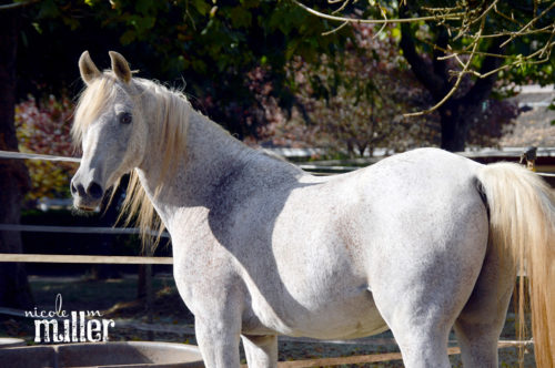 web Grunnion 2015 BEST DSC_0611